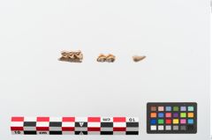 Foto von Tierknochen (NHMW-PRAE-024133)